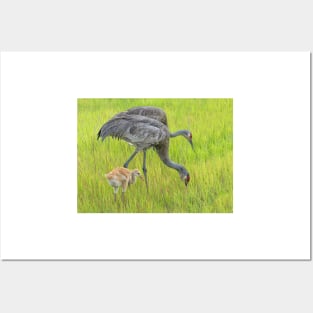 Sandhill crane parents with chick Posters and Art